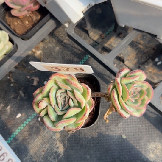 379晨露一物一拍多肉