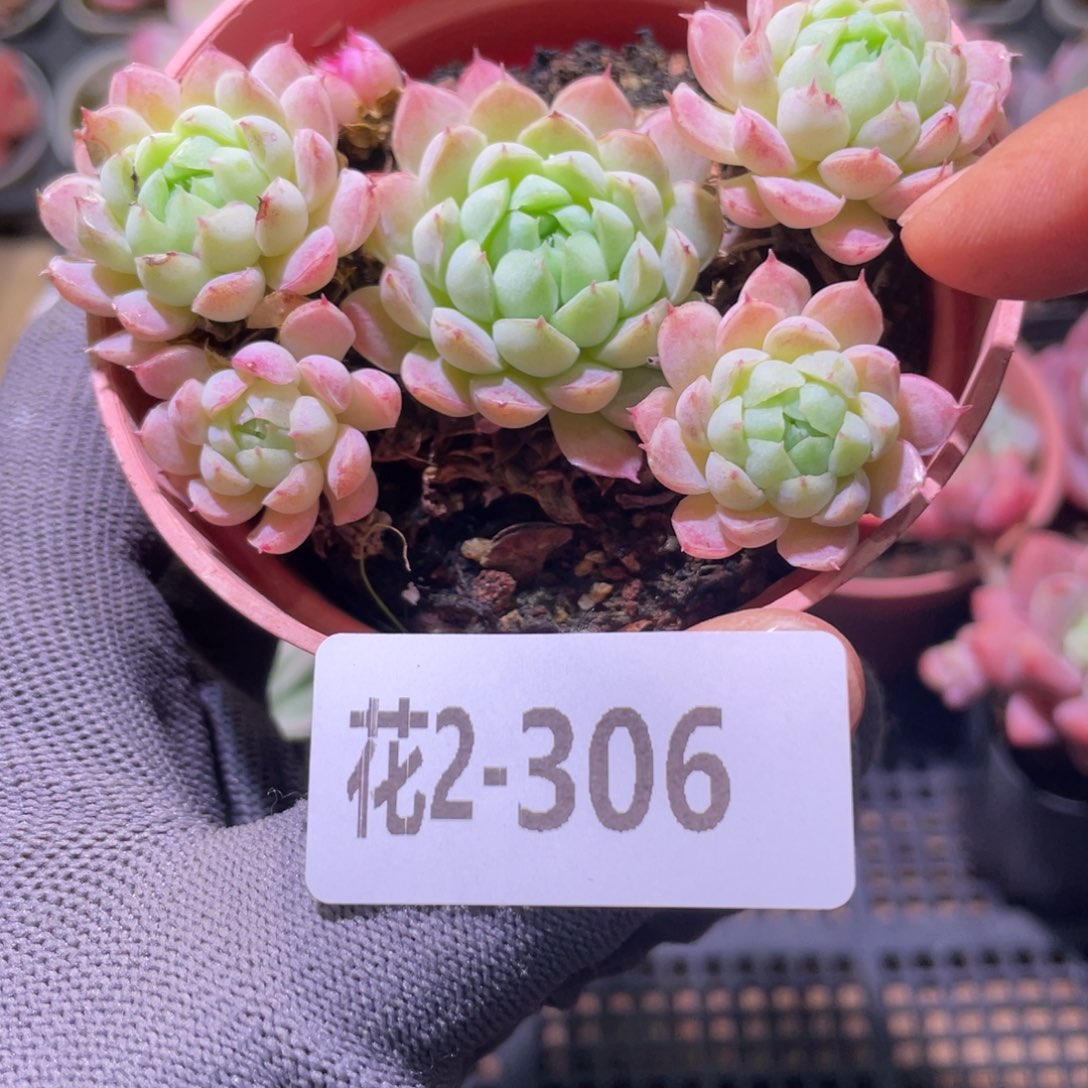 花利美2-306羊脂球