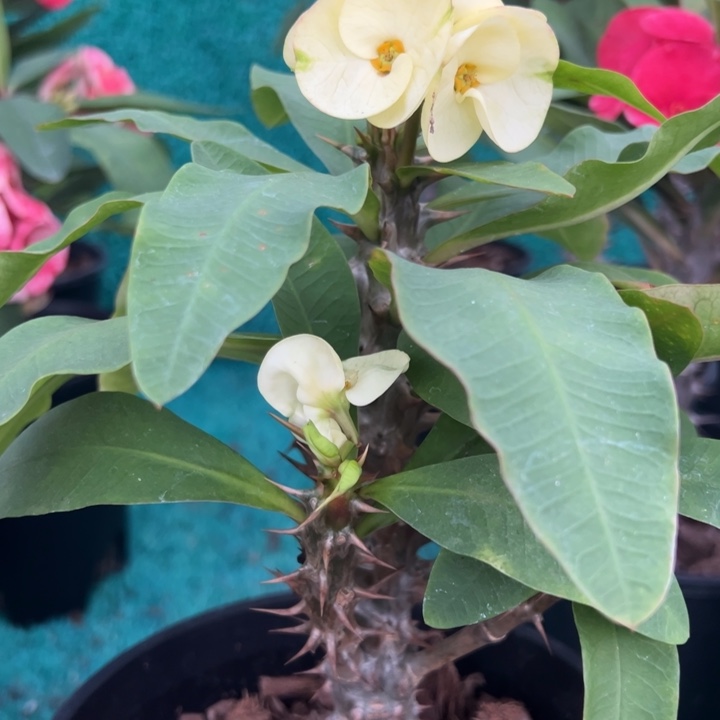 泰品扦插一物一拍