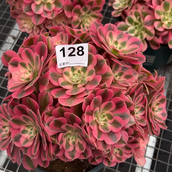 128女巫25厘米左右