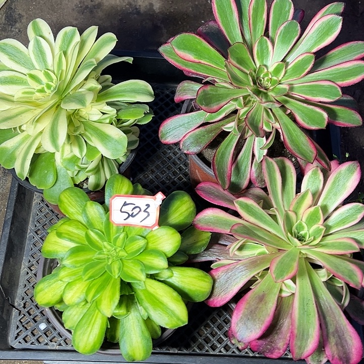 多肉植物503不售后
