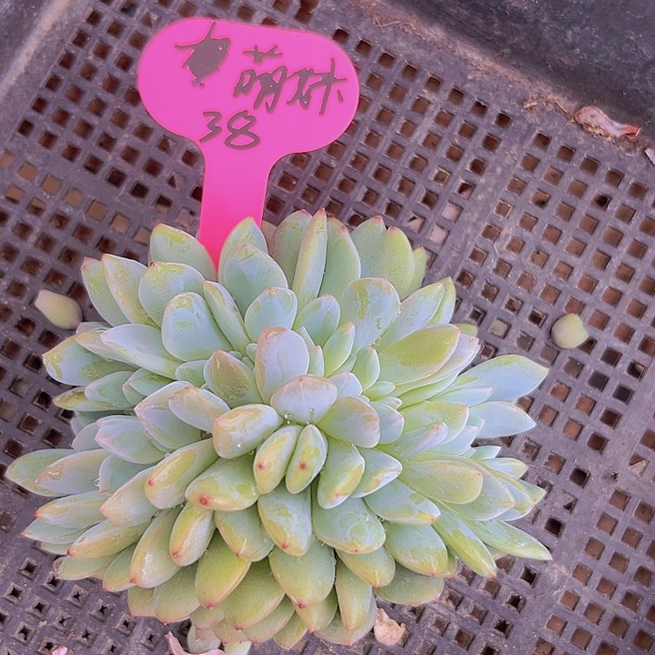 一物一拍星影缀化