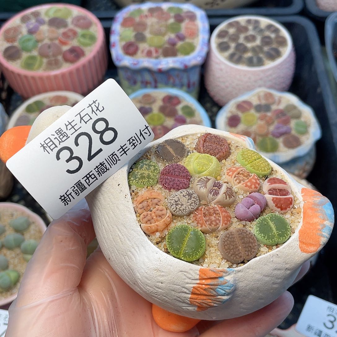 相遇生石花链接328