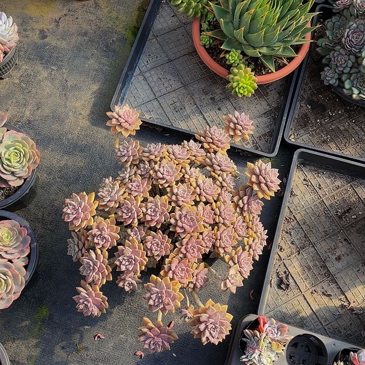 用****5阿伦888888