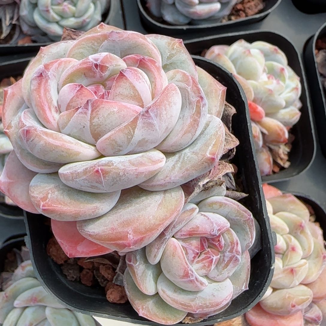 花语逸境0219-761