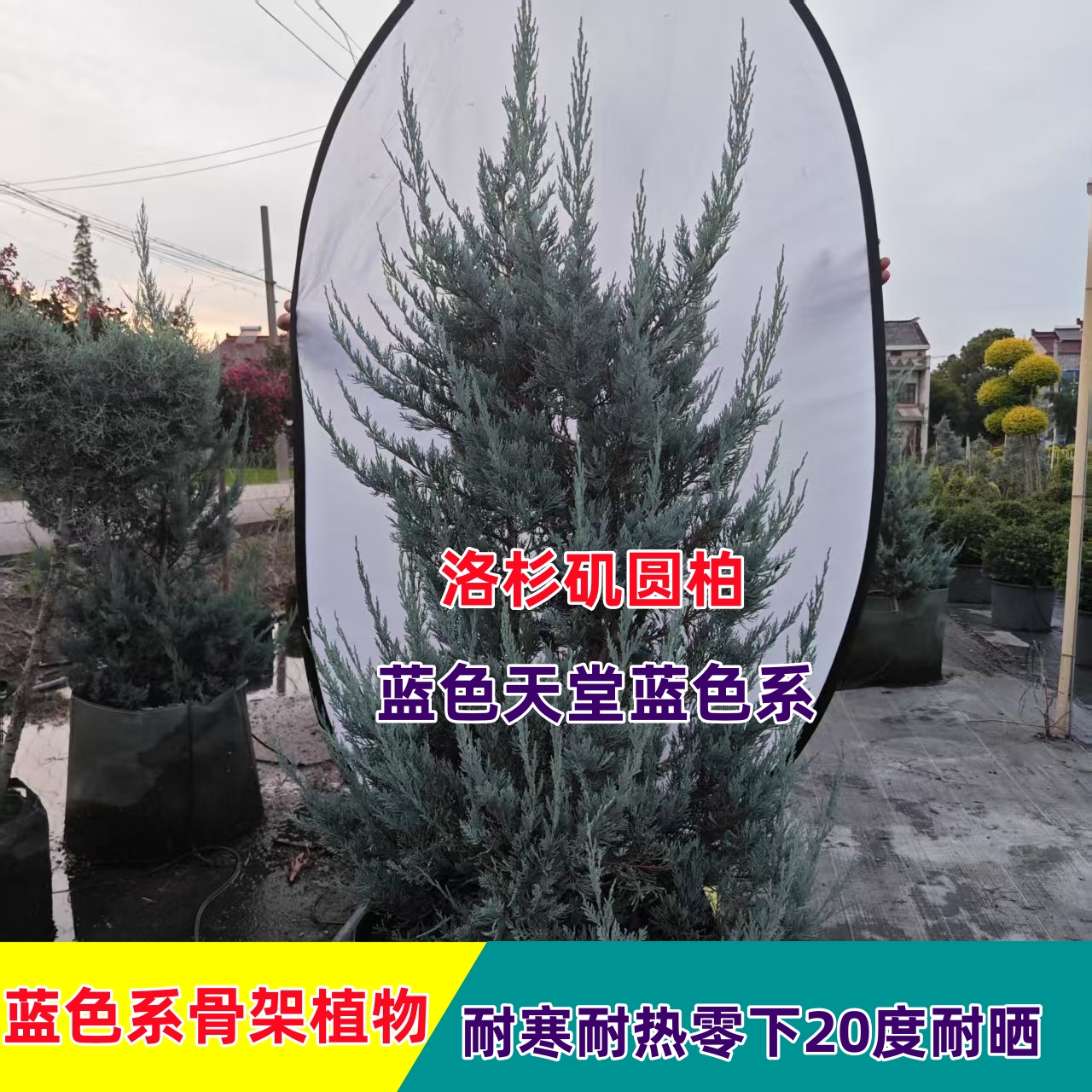 蓝色天堂蓝冰柏四季常青耐寒适合花园造景的植物花境植物