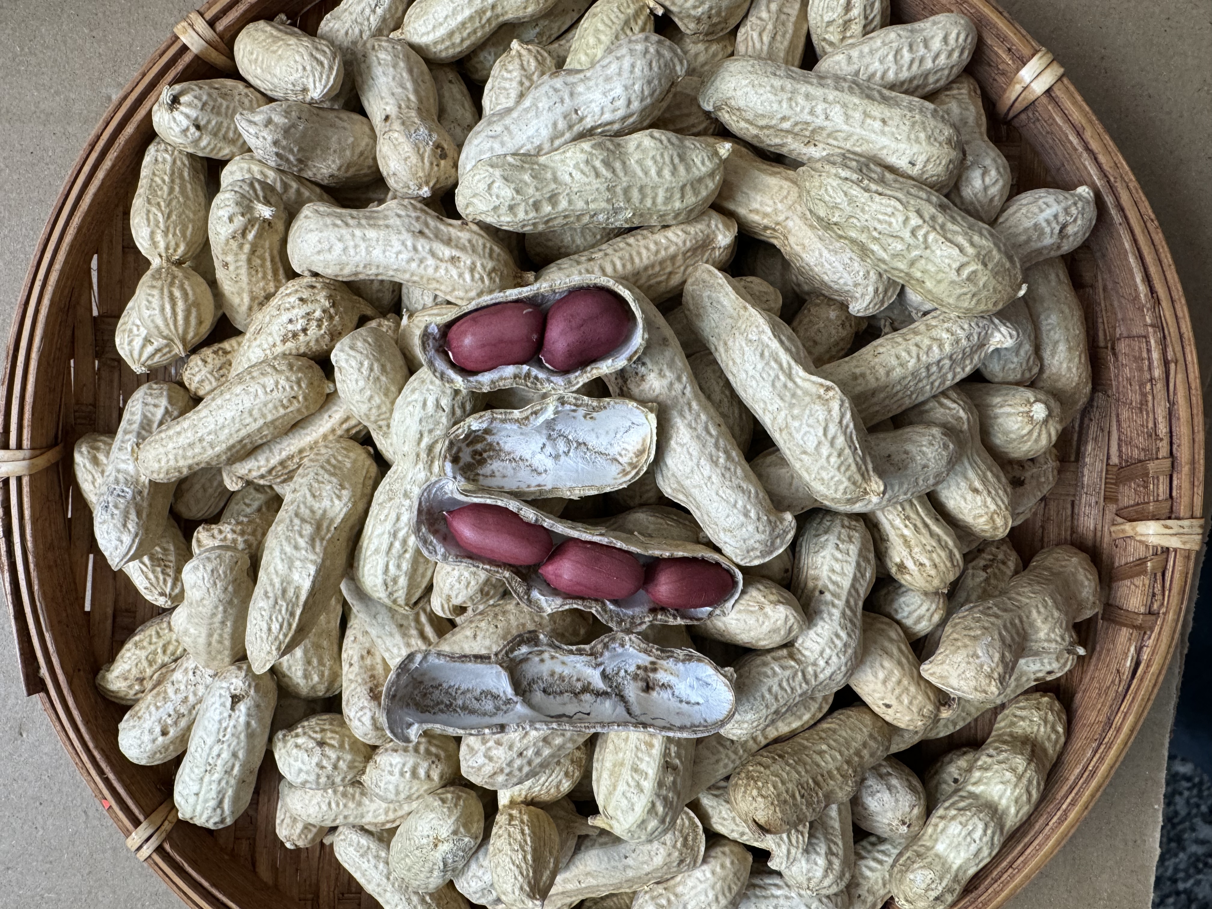 广东岭南本地红衣花生