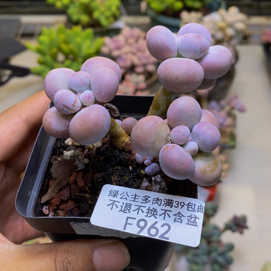 962芭比奶多肉7cm