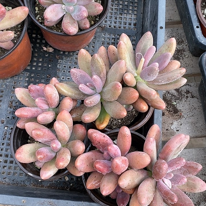 直播间一物一拍3颗仔多的糖果美人