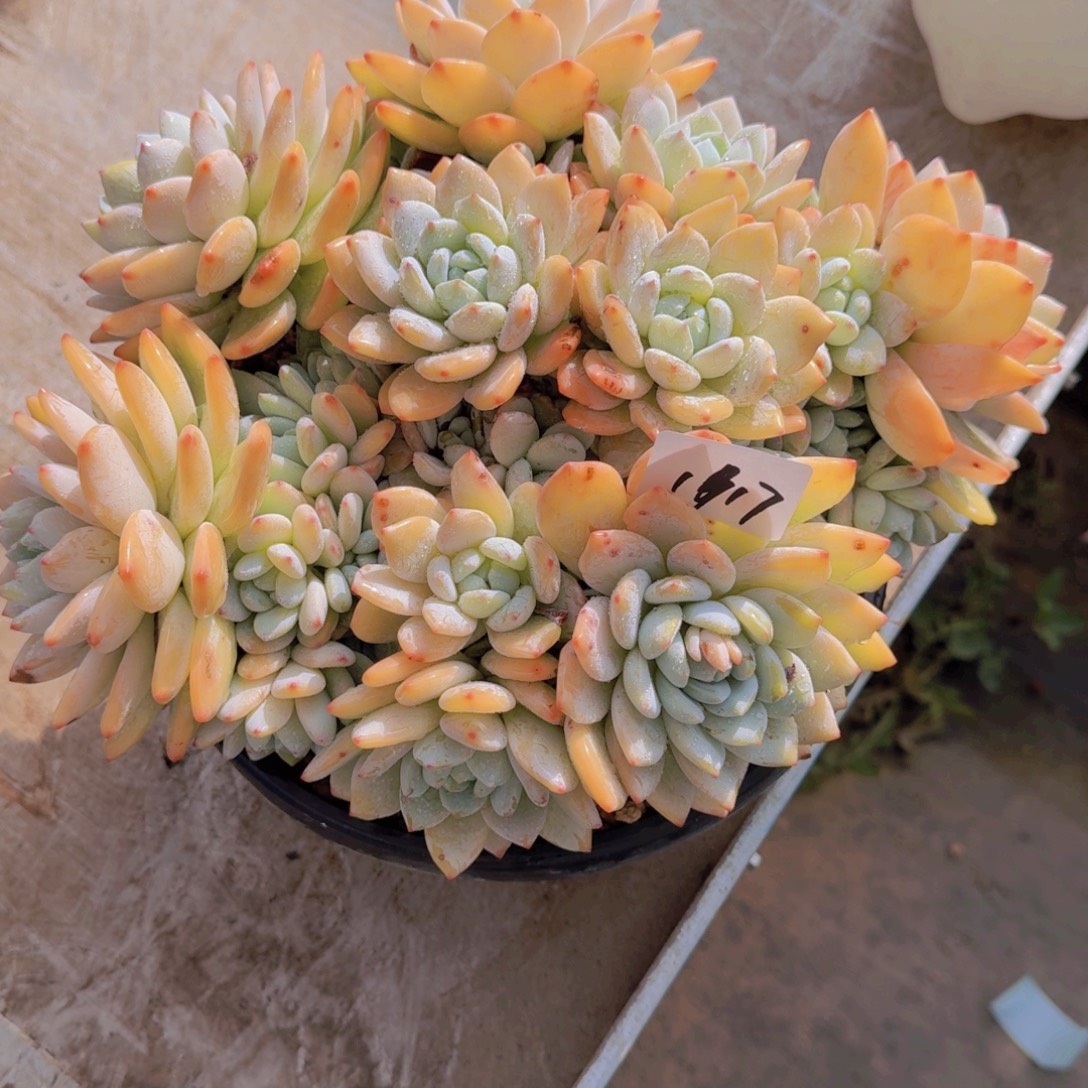 1917冷香多肉植物