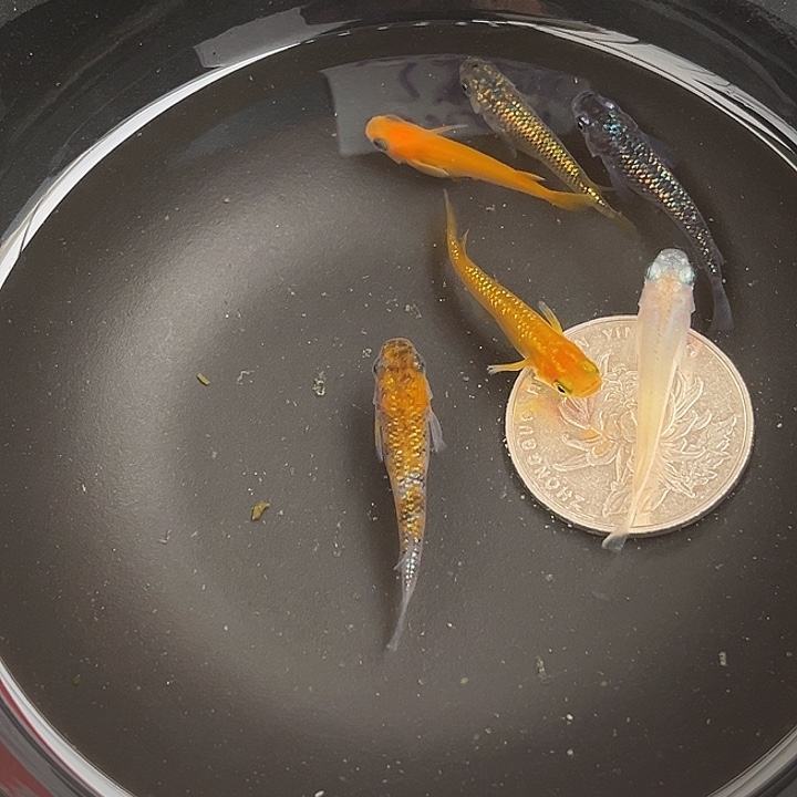 青鳉鱼随机6条21号