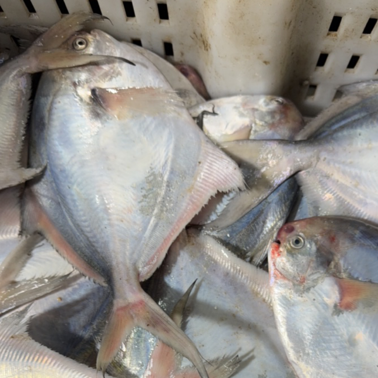 大连旅顺野生中鲳鱼4斤省内包邮