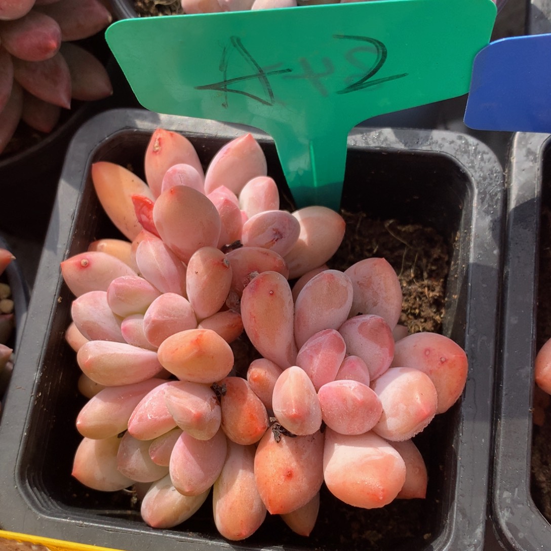 香水72727272772727272