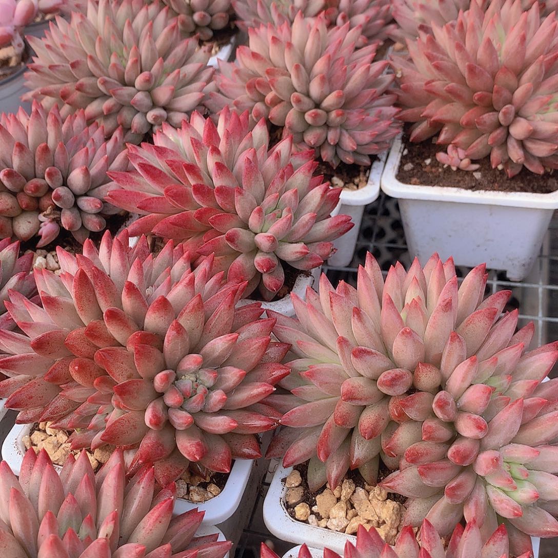 羽毛纹多头虞美人2345677888
