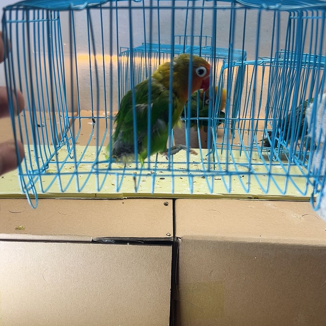 桃脸牡丹鹦鹉牡丹绿宗头