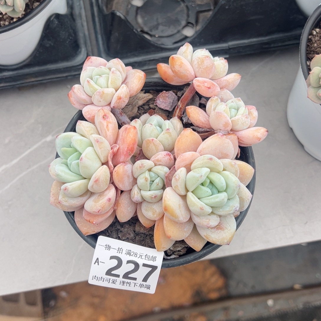 冷香多肉多肉多肉多肉