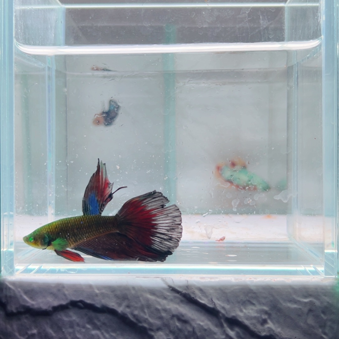 海水鱼热带鱼斗鱼20号