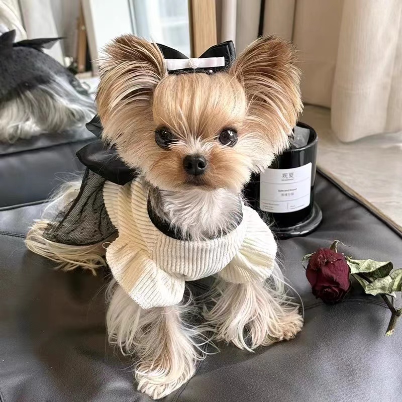 【犬舍甄选】约克夏幼犬纯种活体约克夏犬幼崽金头银背金色约克夏