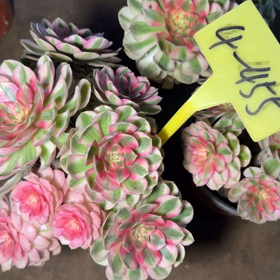 4-445倾城棒棒棒棒棒