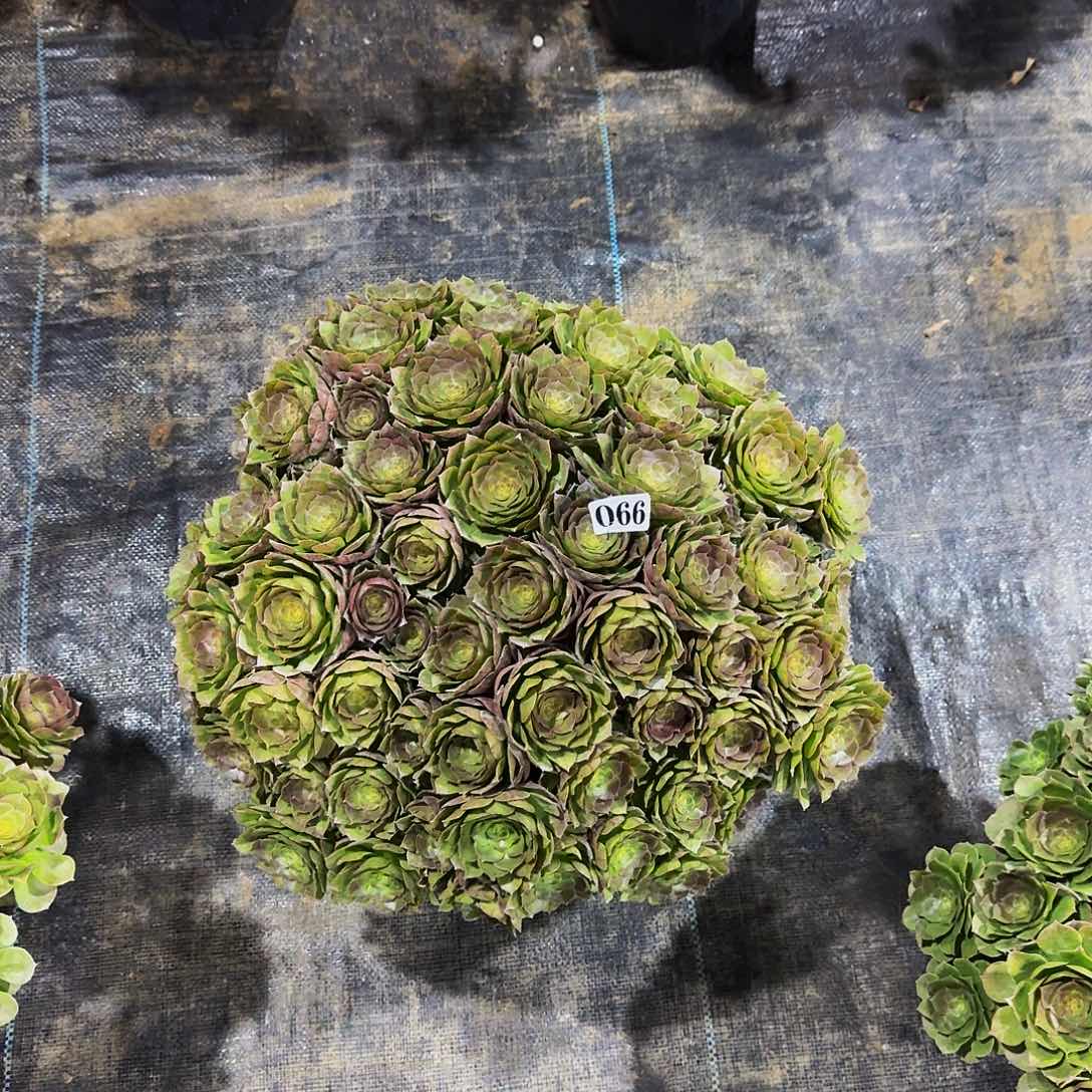 2****天0000066万圣节丛林多肉植物