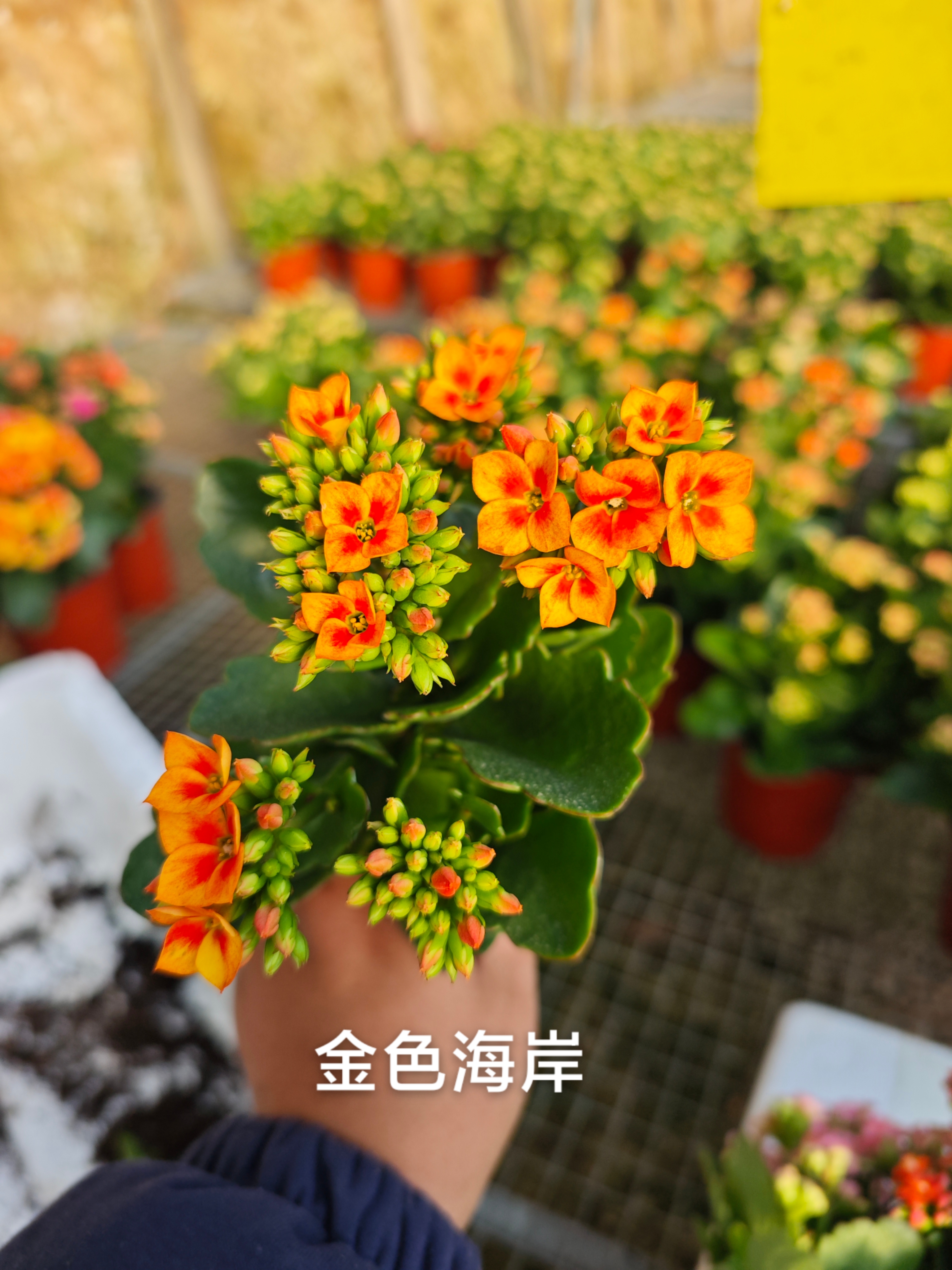 金色海岸一盆三颗，有黄叶正常现象，零下八度以下地区别拍会冻伤。