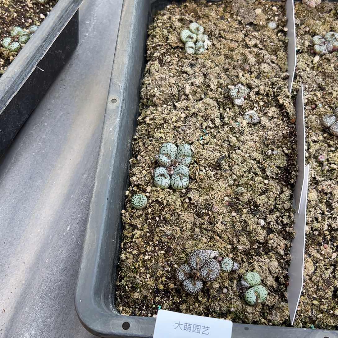 清框脱土发。    367