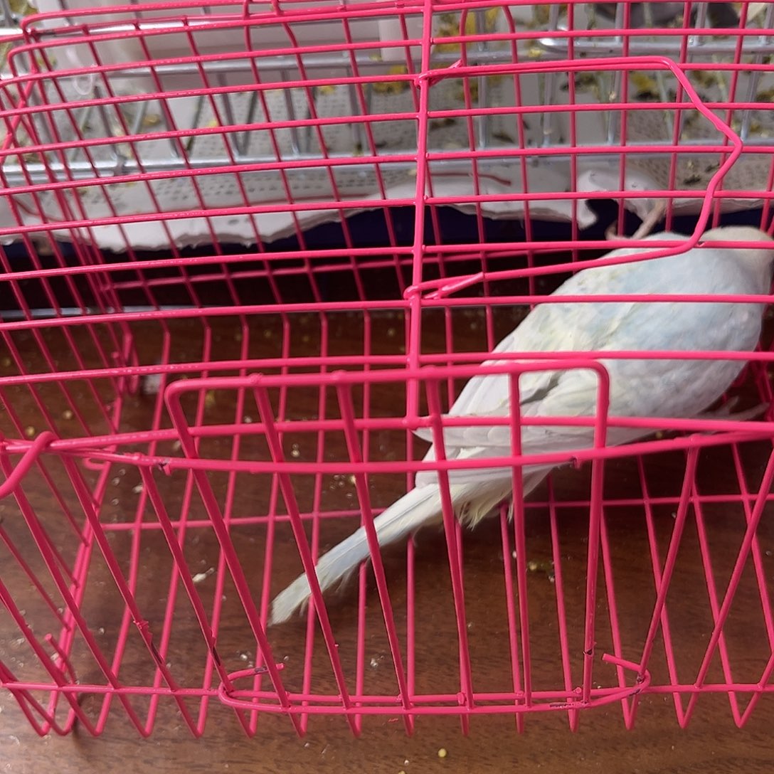 虎皮鹦鹉金彩鹦鹉