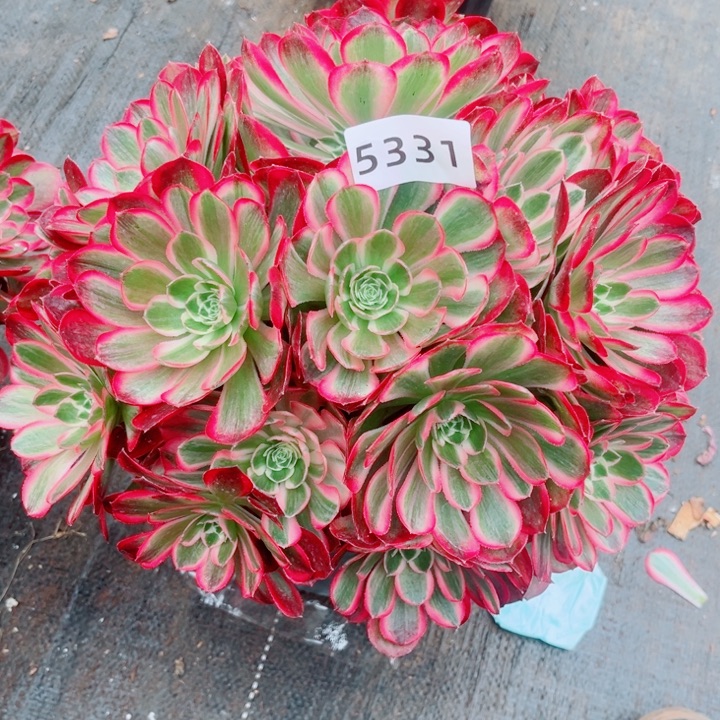 大孔雀翎特价多肉