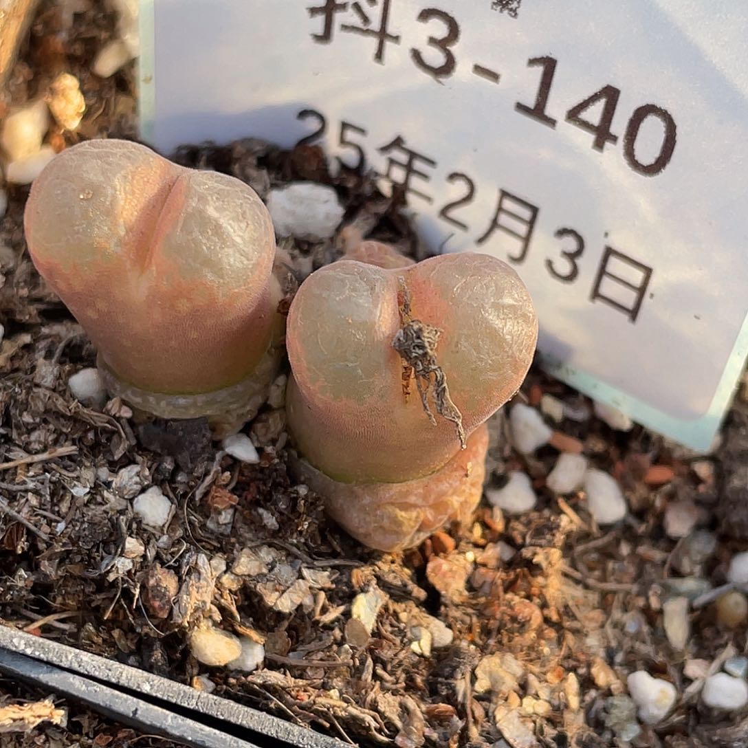 3-140鱼子酱多肉植物