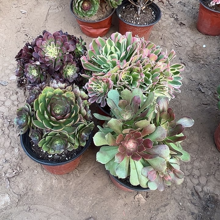 986多肉植物组合瑕疵特价，