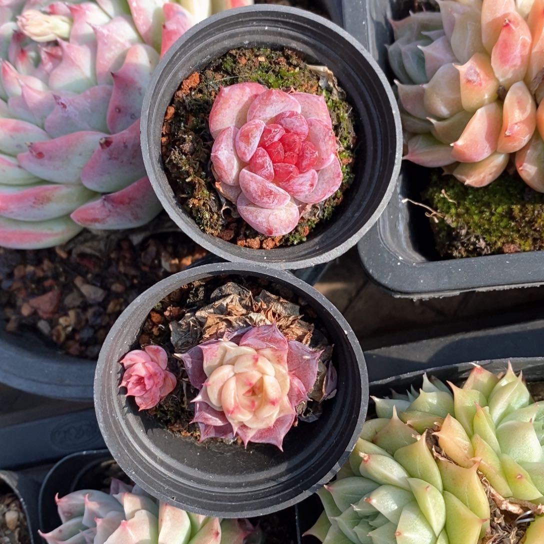 精品多肉一物一拍不包整48