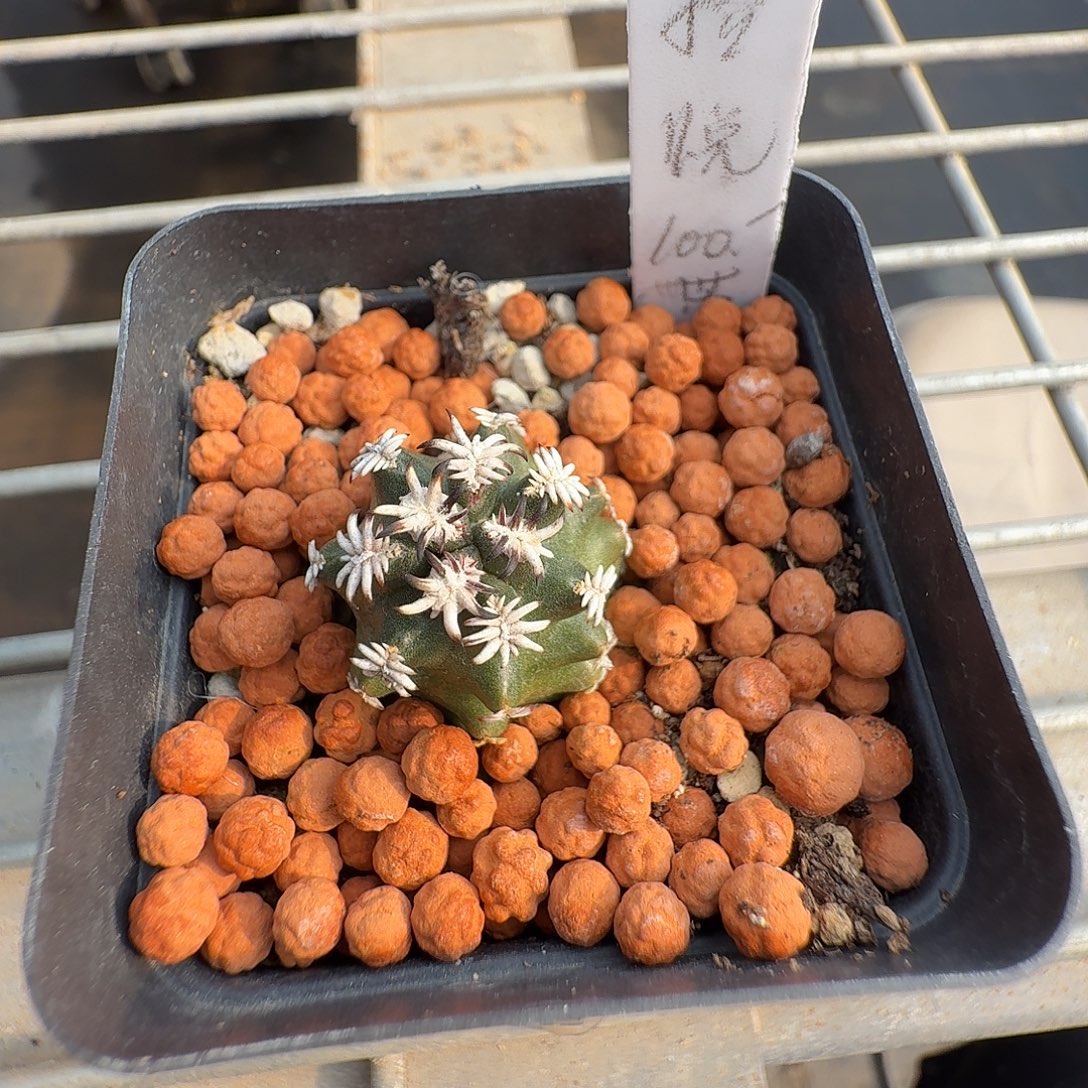 ****悦短毫刺青花虾1颗花花花