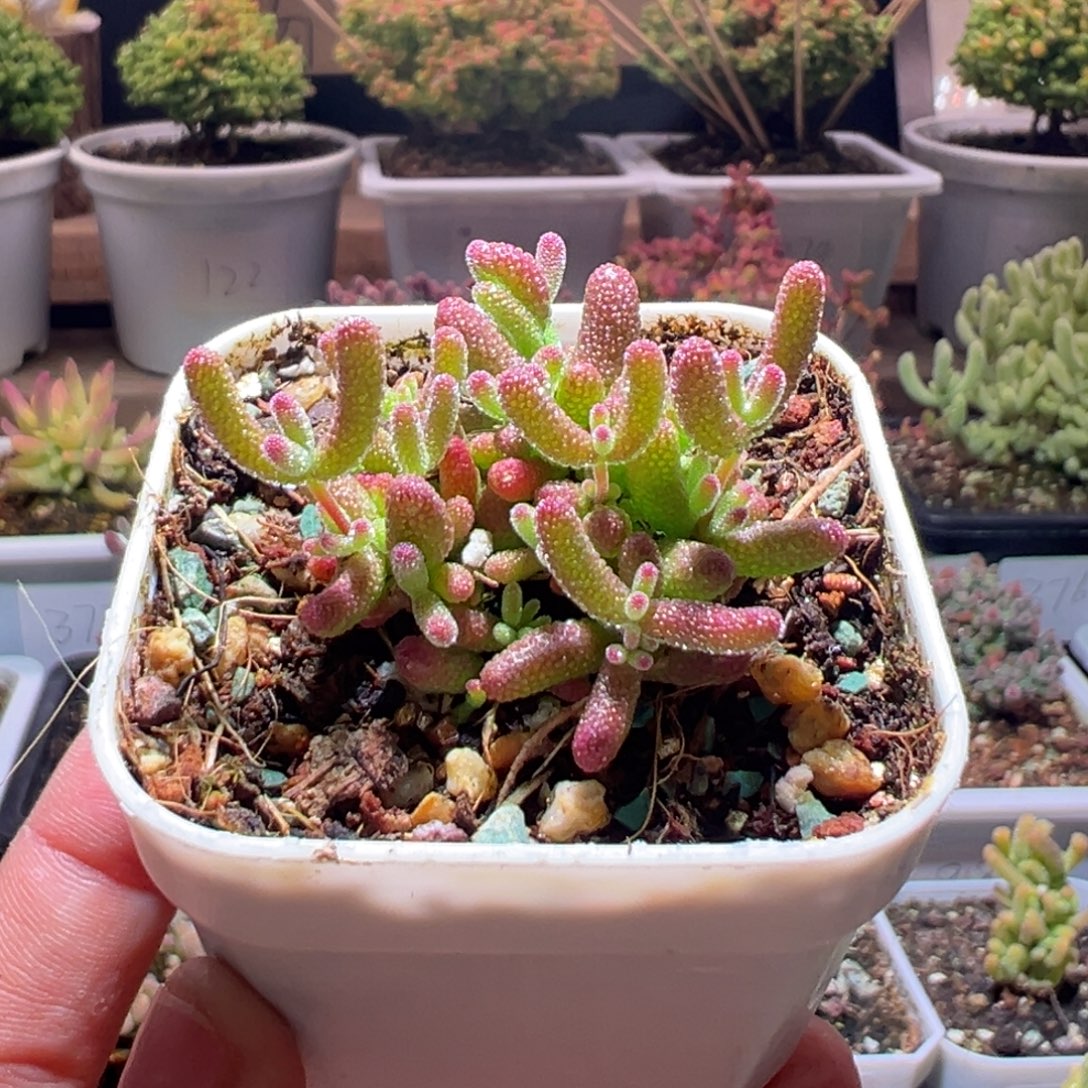 379橘子糖一物一拍包开箱