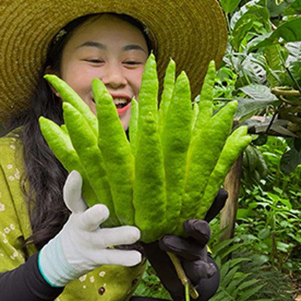 高要佛手柑 清供闻香 天然香气 花卉绿植 家居高端花材