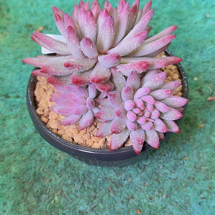 08102流沙虞多肉植物