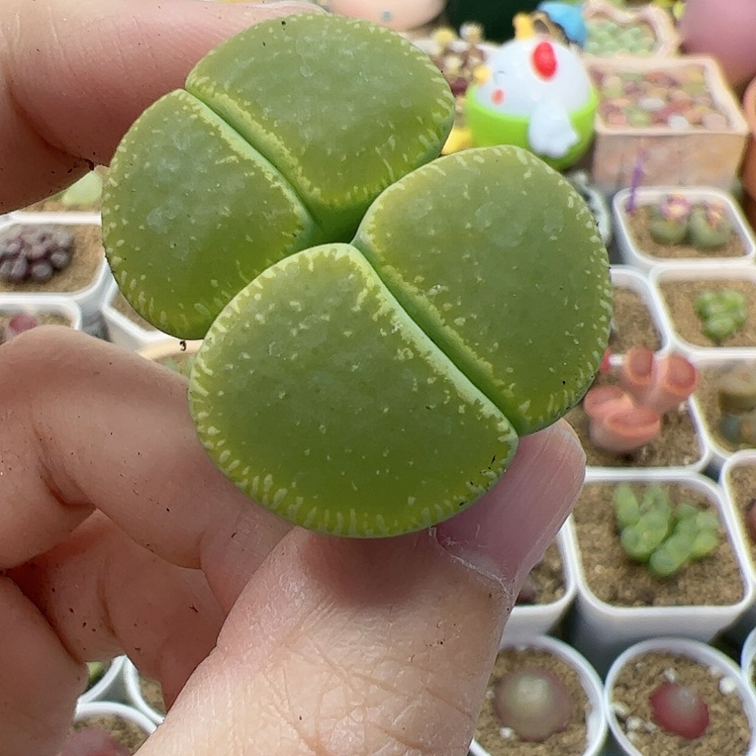 【闪购商品】294 开播福利