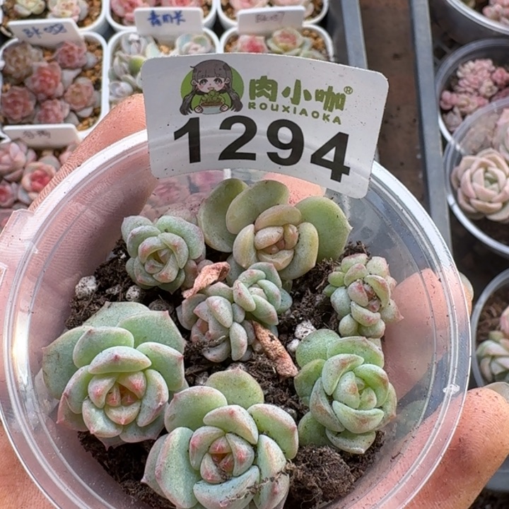 多肉植物多肉植物