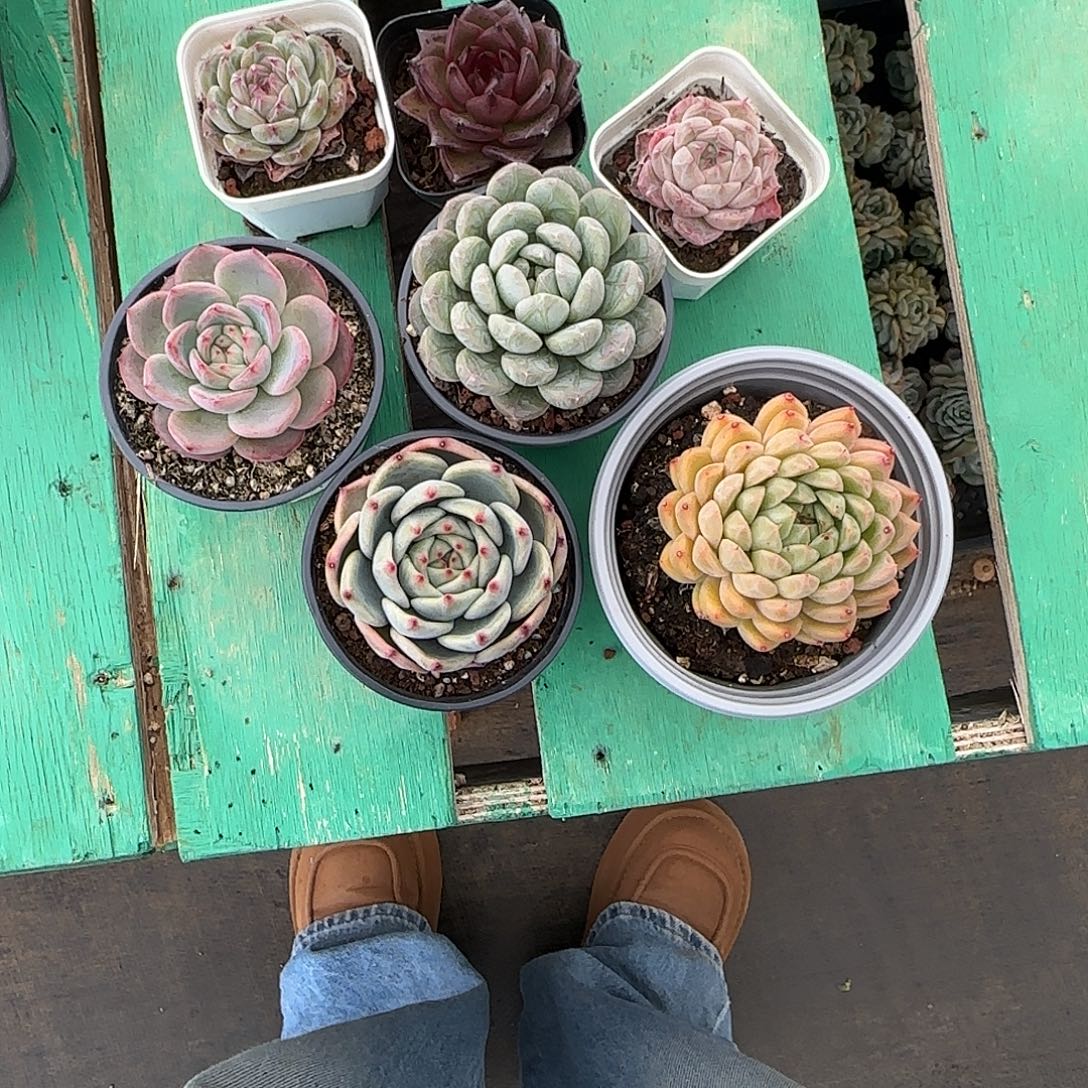 粹***鲨7颗发货。         