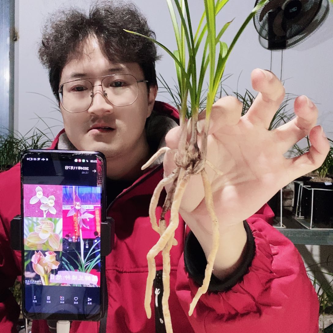 当前无花朵，栽培后可花朵