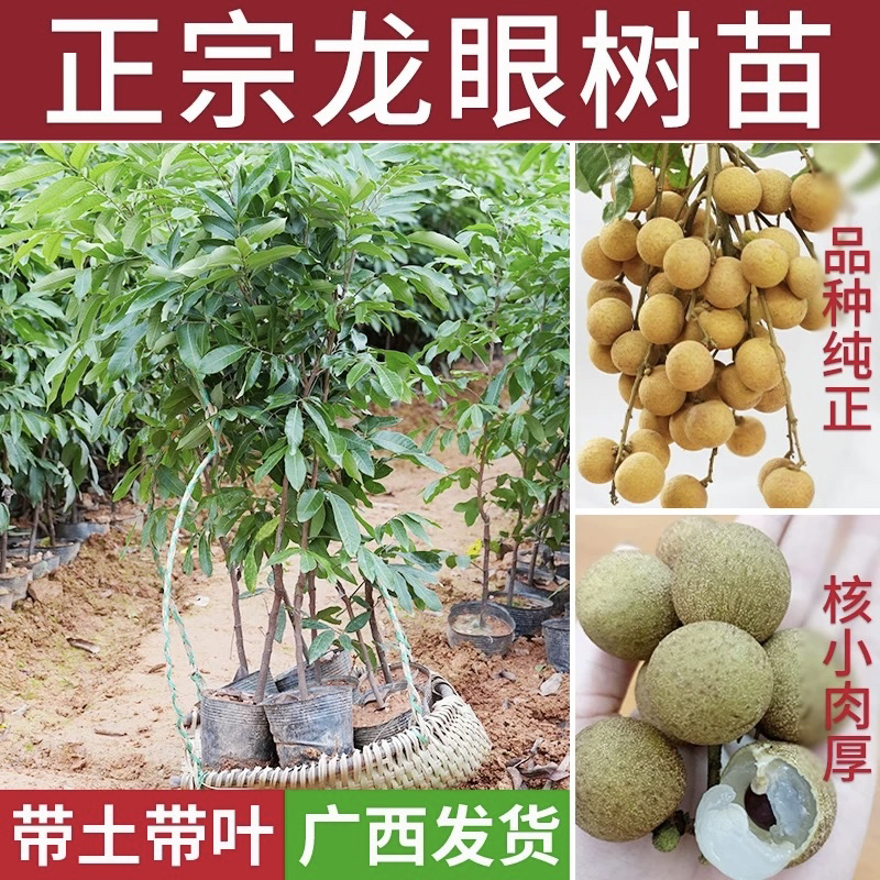 龙眼苗石硖龙眼苗储良龙眼苗桂圆嫁接树苗四季龙眼果树苗当年结果
