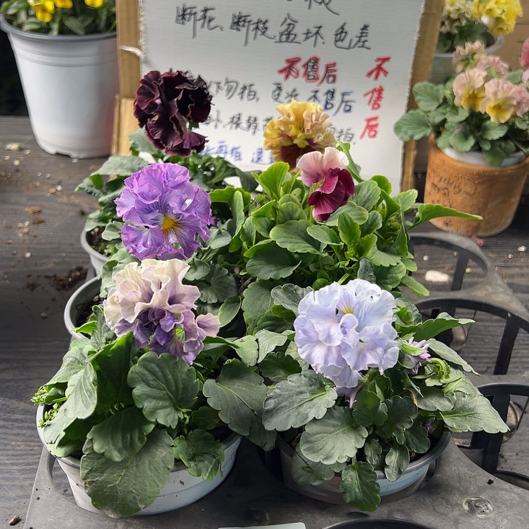 大部分花苞少量开放276号