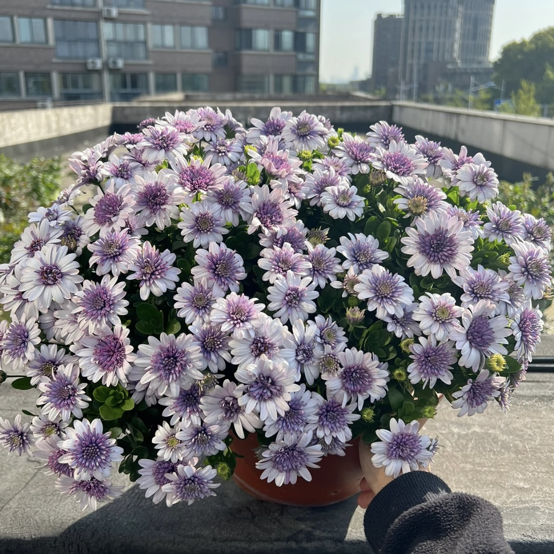 蓝莓冰瑶蓝目菊盆栽丛生庭院植物清香新手易养护爆花强喜水