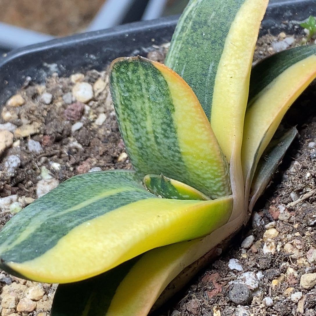 不带盆脱土裸根发货