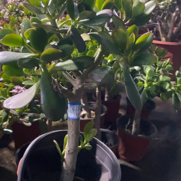 韩国紫叶一物一拍