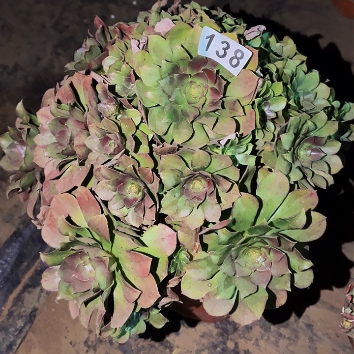 138沙拉碗多肉植物处理不售后