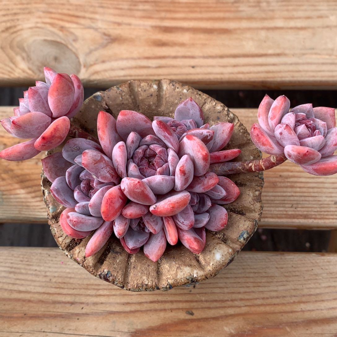 7头星影石榴籽冠幅15cm