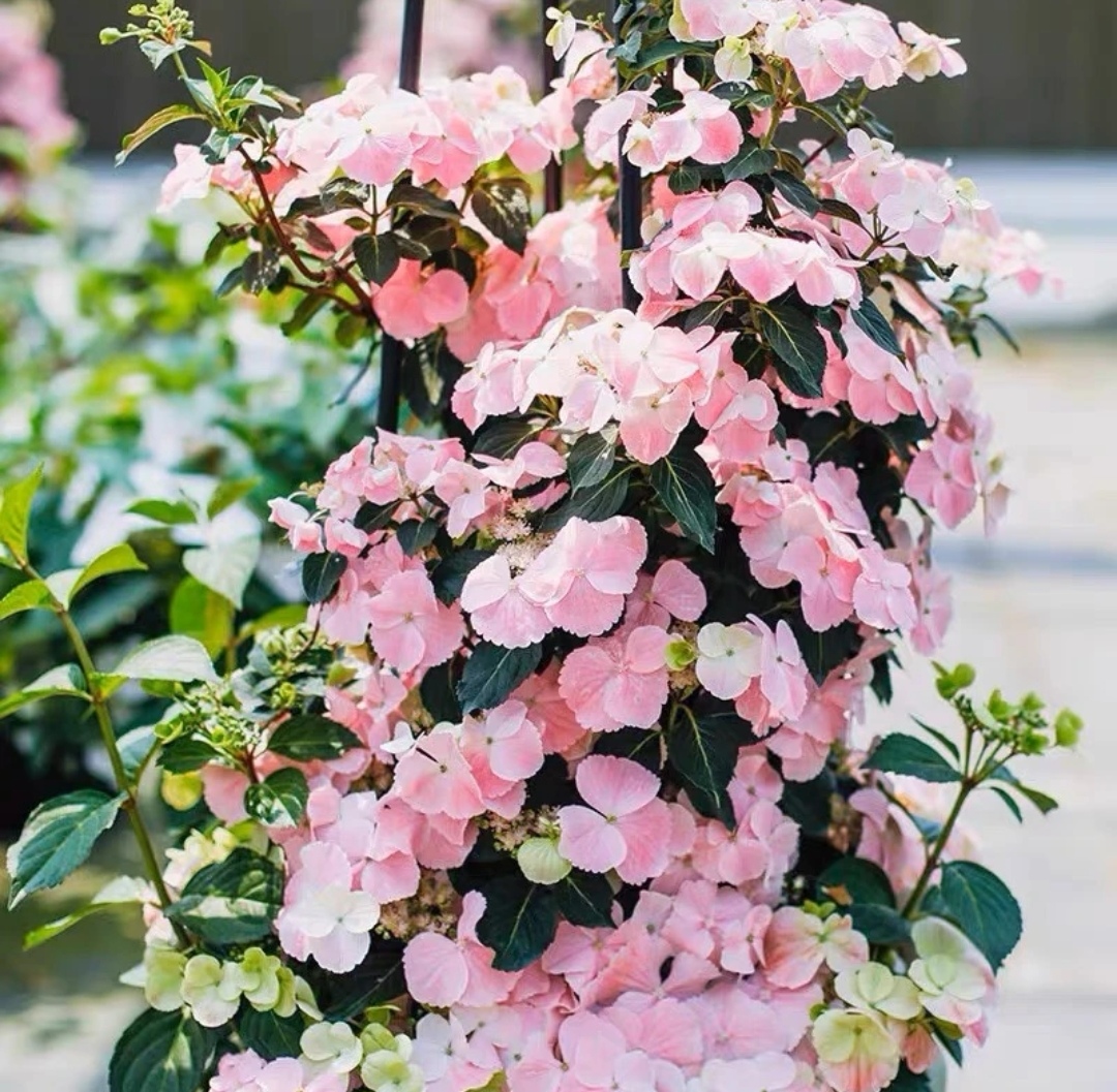 《落跑新娘》露天绣球老桩不带花青苗盆栽春季开花室外阳台绿植好养