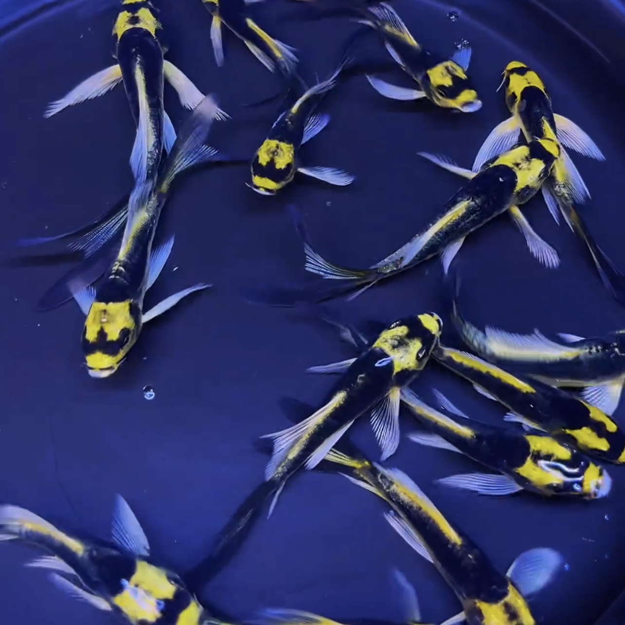 新手适用玛雅蝴蝶鲤大酋长淡水冷水观赏鱼好养耐活