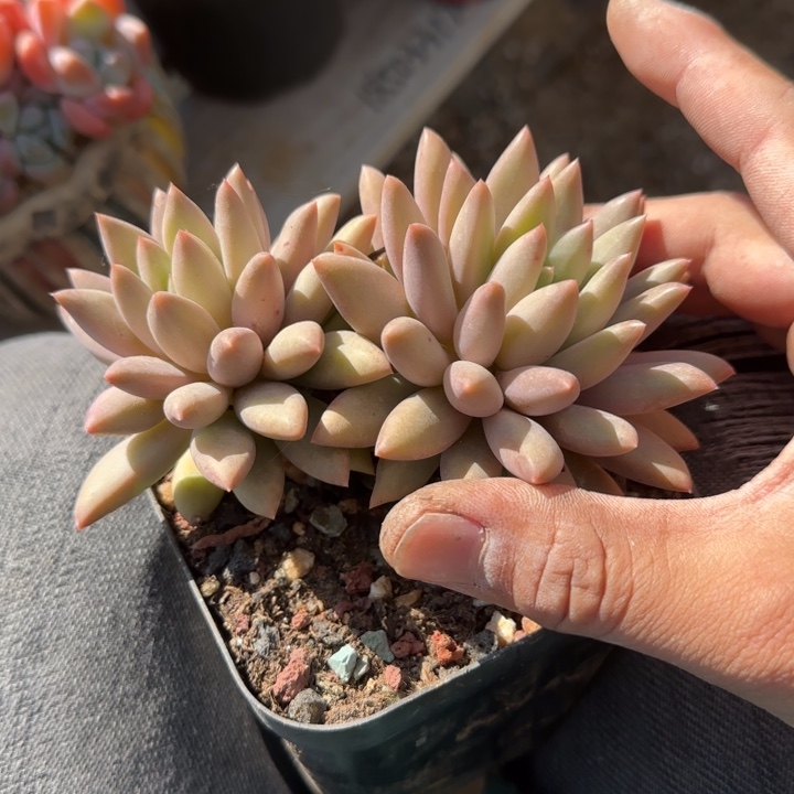 水晶球老桩多肉五十包邮