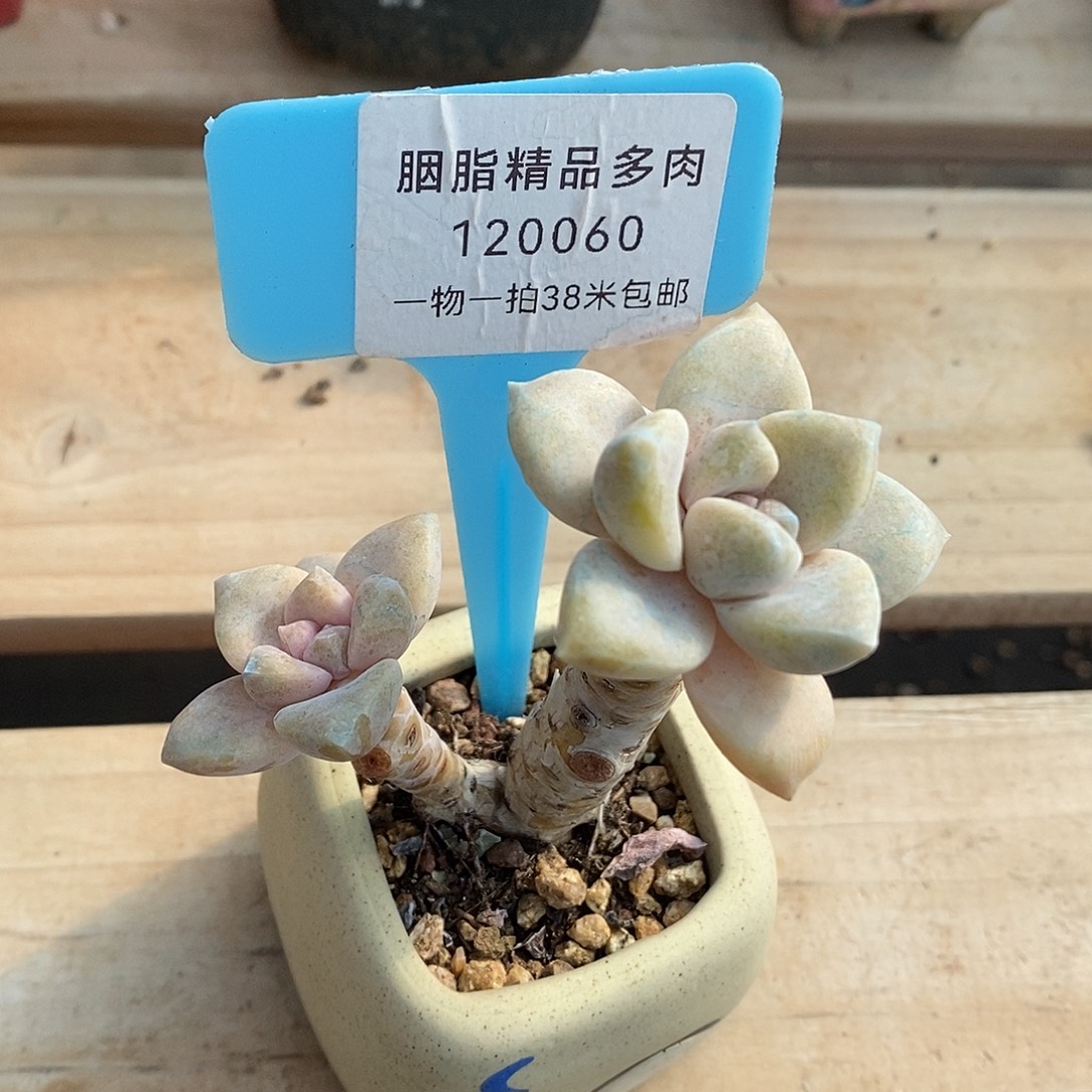 120060？哦旅途都无